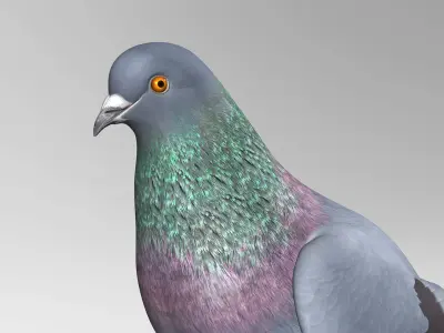 Pigeon A - Folded Wings 3D model