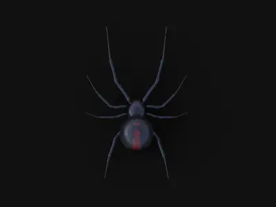 Black Widow rigged animated 3d spider 3D model