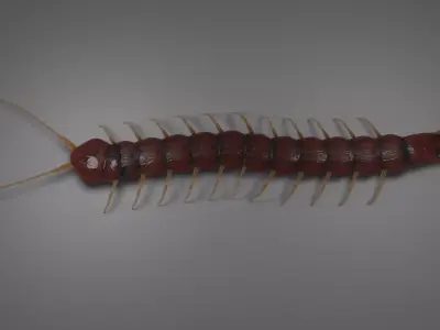 Millipede Arthropod Insect Free low-poly 3D model