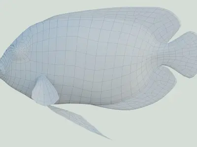 Blue girdled Angelfish set 04 3D model