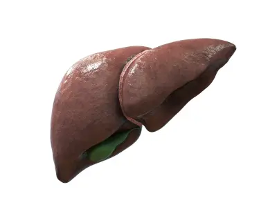 Liver 3D model purchase