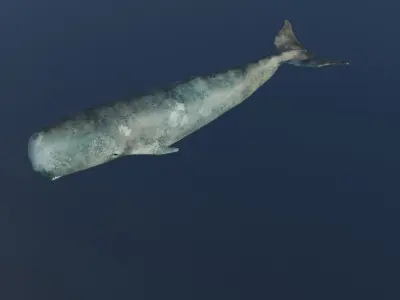 Whale  Low-poly 3D model