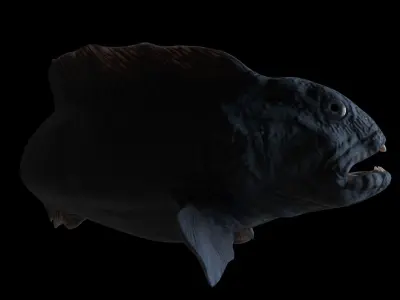 Atlantic Wolf Fish 3D model