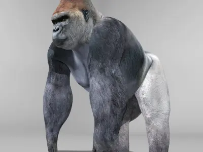 Gorilla 3D model 8
