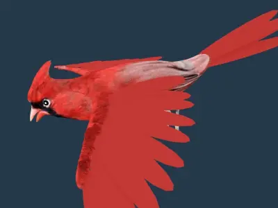 Cardinal bird 3D model