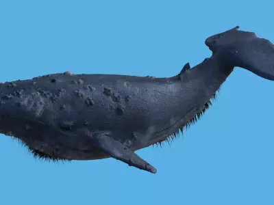 CGI Whale with option to add retractable birdlike wings Low-poly 3D model