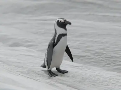 African penguin Low-poly 3D model