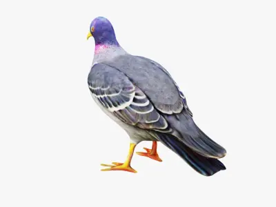 Pigeon Free 3D model
