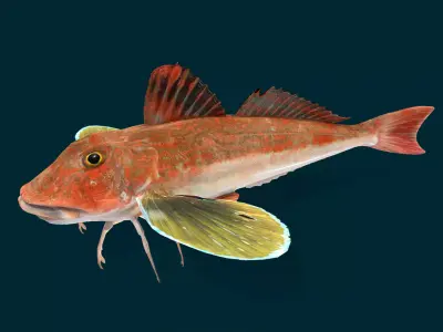 Spiny Red Gurnard Animated 3D model