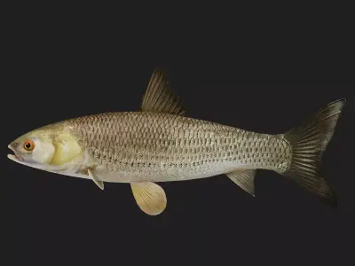 Carp fish Low-poly 3D model