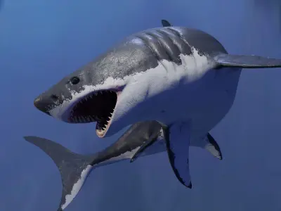 White Shark Animated OldModel Low-poly 3D model