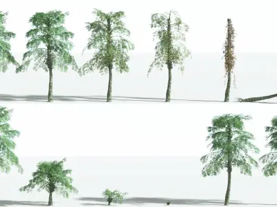 EVERYPlant Alethopteris Seed Fern 3 --12 Models-- 3D model