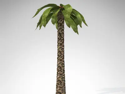 XfrogPlants Bjuvia 3D model