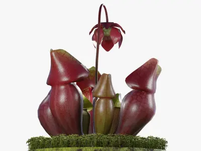 Sarracenia purpurea 3D model
