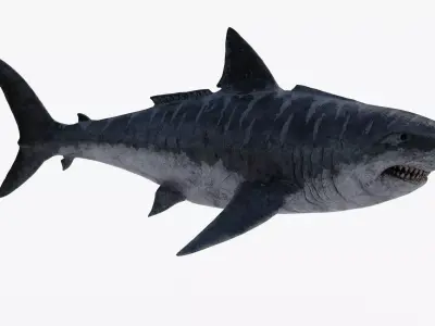 Megalodon great shark Low-poly 3D model