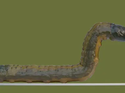 Young Fall Armyworm Low-poly 3D model
