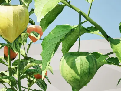 Physalis Genus Plant 3D Model