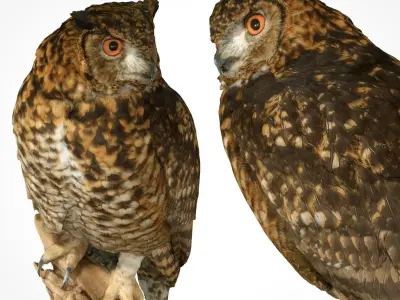 Bubo Capensis Owl Low-poly 3D model