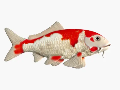 Koi Carp fish Low-poly 3D model
