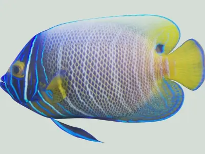 Blue girdled Angelfish set 03 3D model