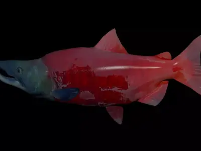 Sockeye Salmon 3D model