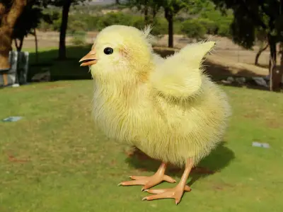 Hen Chick 3D model
