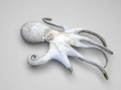 Octopus 3D model