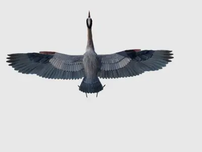 Great Blue Heron - Ardea Herodias 3D model