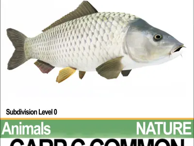 Carp C Common 3D model