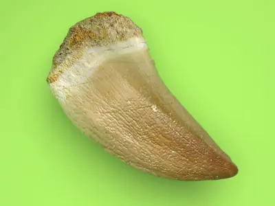 Mosasaurus Tooth 3D model