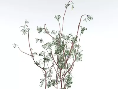 EVERYPlant Baiera LowPoly 1 --14 Models-- Low-poly 3D model