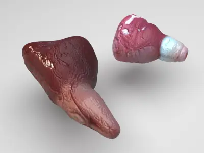 Fish Heart 3D model