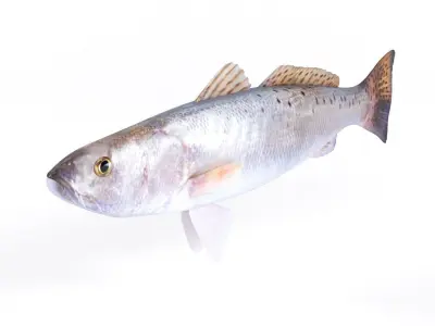 Spotted Seatrout Fish 3D model