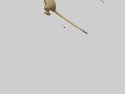 Meerkat cub watching model Low-poly 3D model