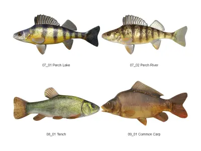 Dosch 3D - Fish 3D model