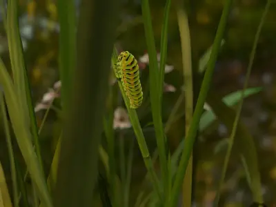 Siesta Swallowtail Caterpillar Low-poly 3D model