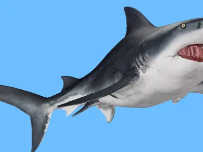 SHARK FISH RIGGED ANIMATED 4 Low-poly 3D model