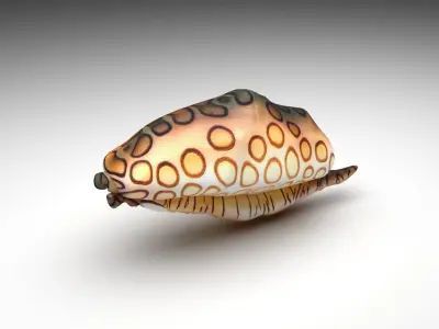 Flamingo Tongue Snail 3D model