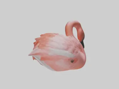 Sleeping Flamingo Model Low-poly 3D model