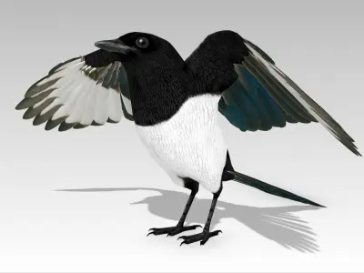 Magpie Low-poly 3D model
