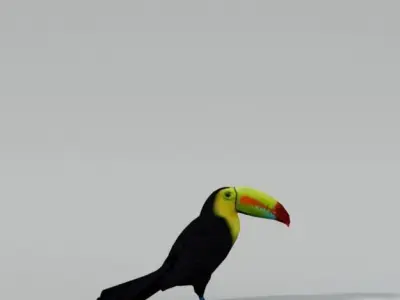 Toucan bird Low-poly 3D model