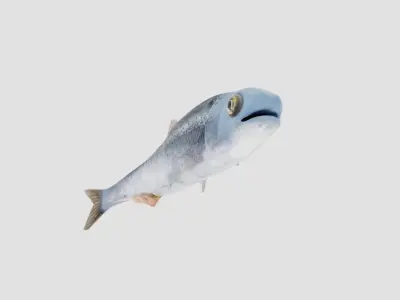 Realistic Anchovy sockeye salmon plush toy Low-poly 3D model