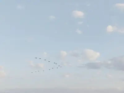 Insects and birds Free low-poly 3D model