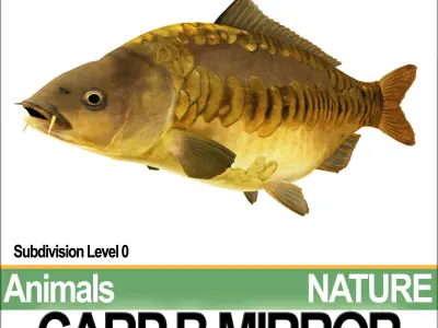 Carp B Mirror 3D model
