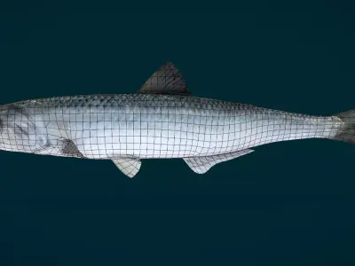 Anchovy Fish Animated 3D model