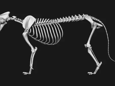 Jaguar skeleton 3D model
