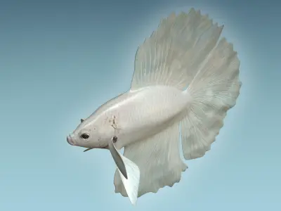 Betta Fish 8 3D model