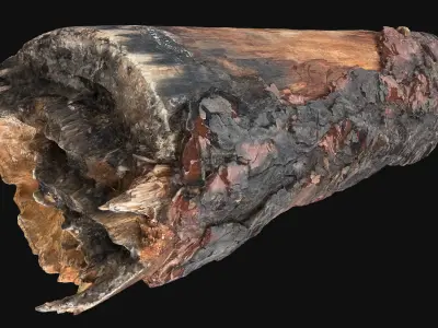 Real World Tree trunk 3d scan in highpoly 3D model