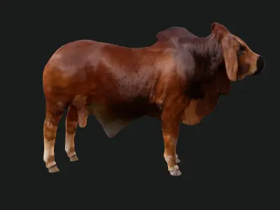 Bull india Low-poly 3D model