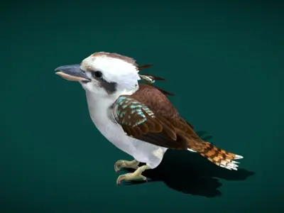 Kookaburra BIrd 3D model
